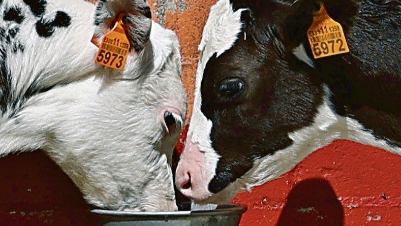 Dos vacas se alimentan en una explotación ganadera de A Coruña.