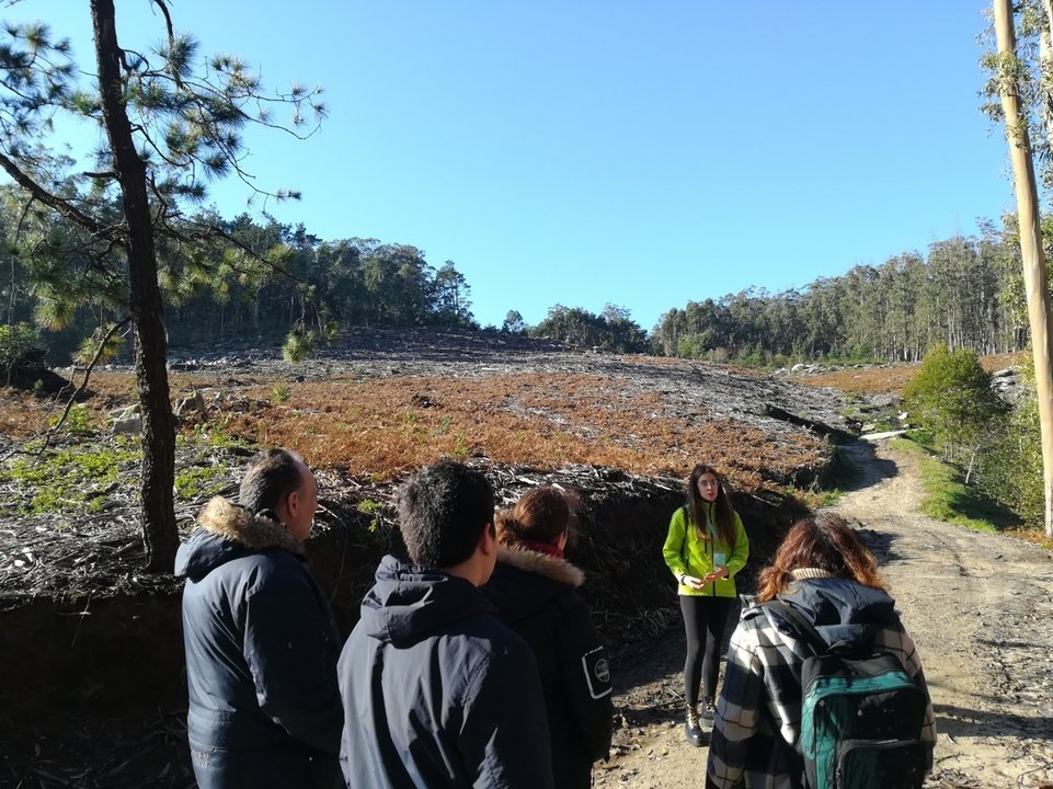 Una de las zonas deforestadas de eucalipto en las Cíes, donde se plantan nuevas especies.