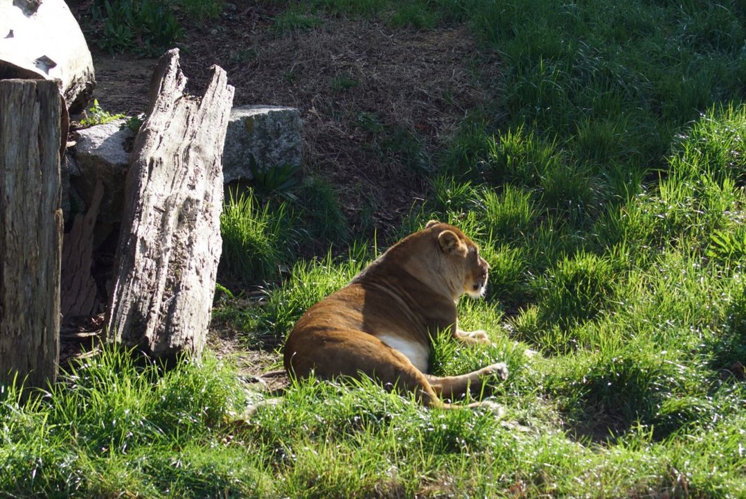 La leona Olivia será una de las próxima en marcharse del parque.