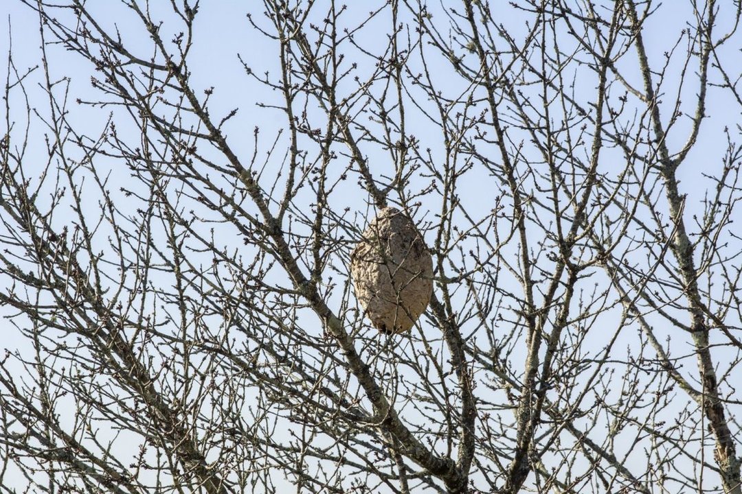 Un nido de velutinas en lo alto de un árbol.