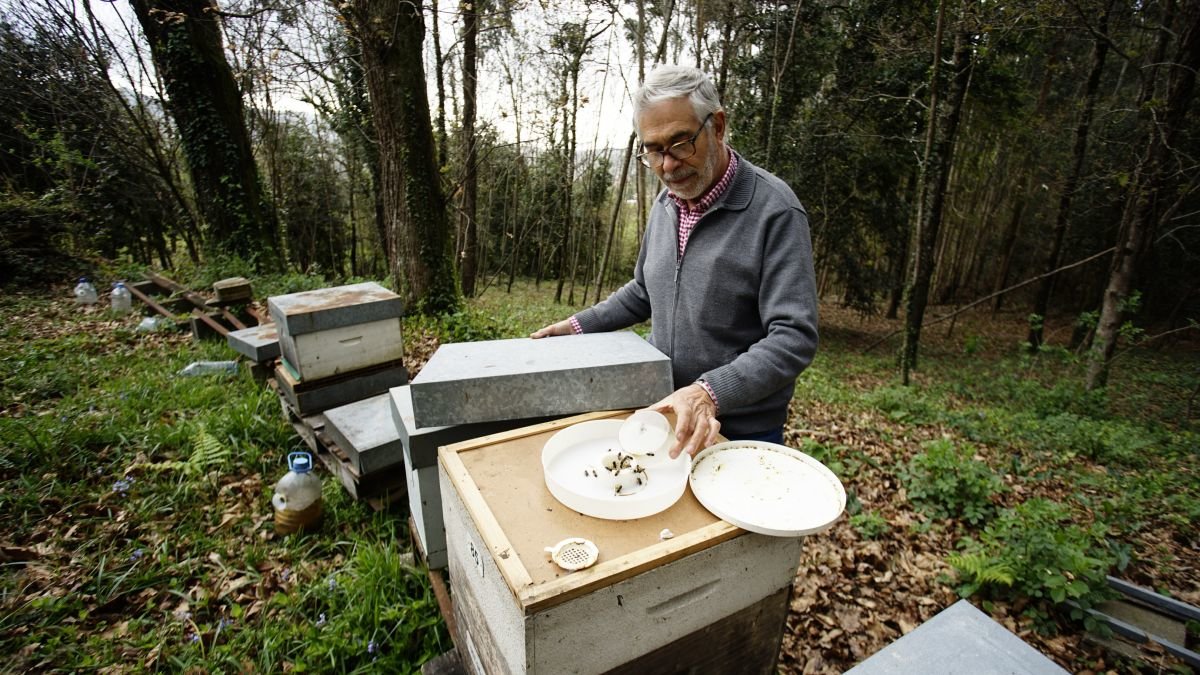 El apicultor José María Seijo, en Bembrive.