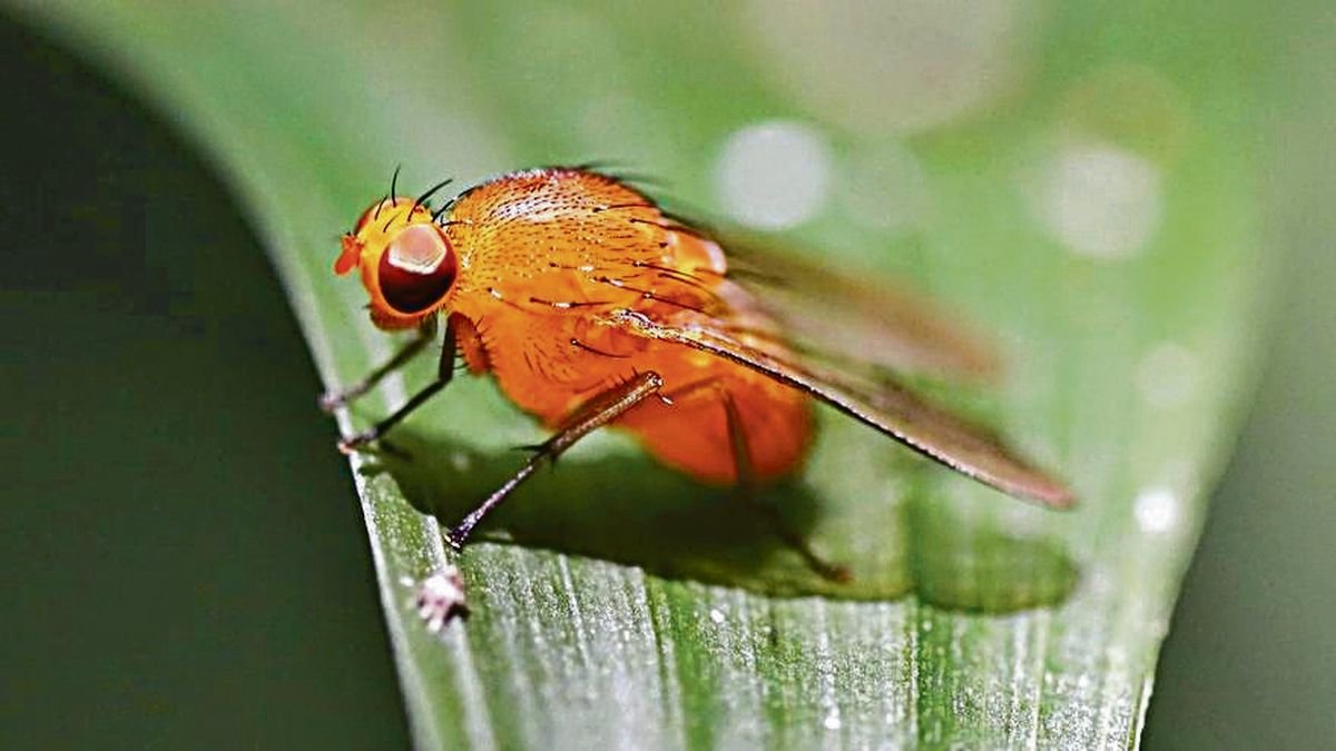 El gen “Chimno” de los insectos también está presente en los humanos y podría tener un papel clave en los procesos cancerosos.