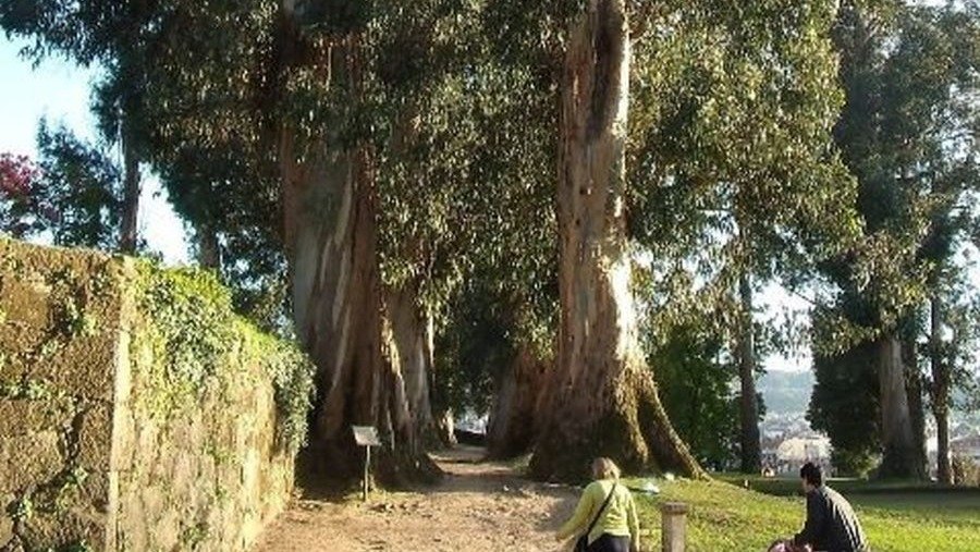 Los eucaliptos de Castrelos.
