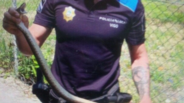 Un agente de la Policía Local sujeta el ejemplar de serpiente capturado la semana pasada en una vivienda de Vigo.