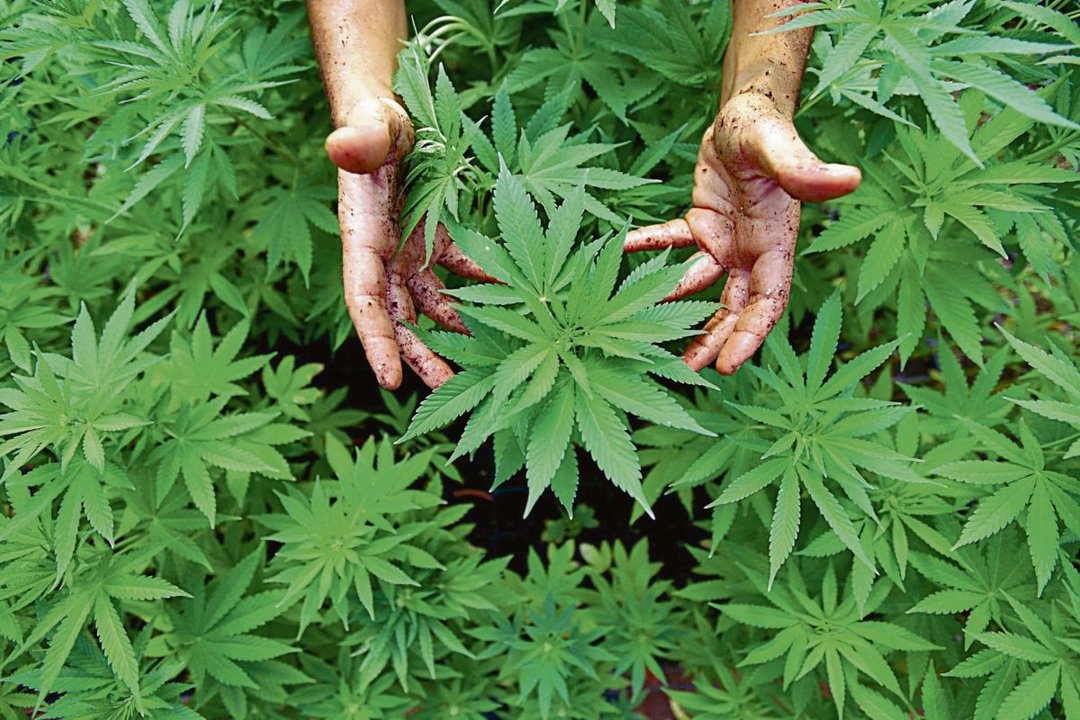 Una persona en una plantación de cannabis.