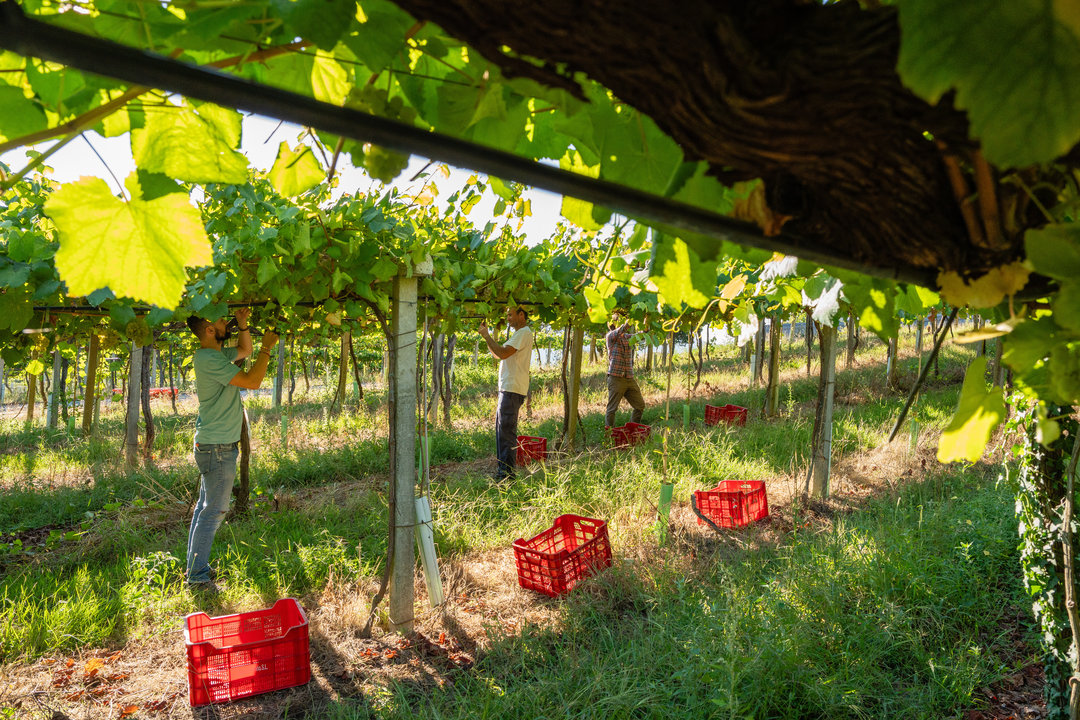 La vendimia comenzó ya en varias zonas, como en las viñas de la bodega Pazos de Lusco, en Salvaterra, ayer