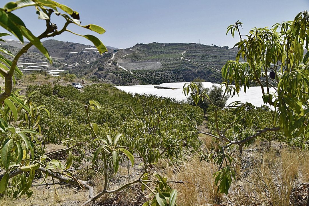 Cultivos amenazados por la sequía en la comarca malagueña de la Axarquía.