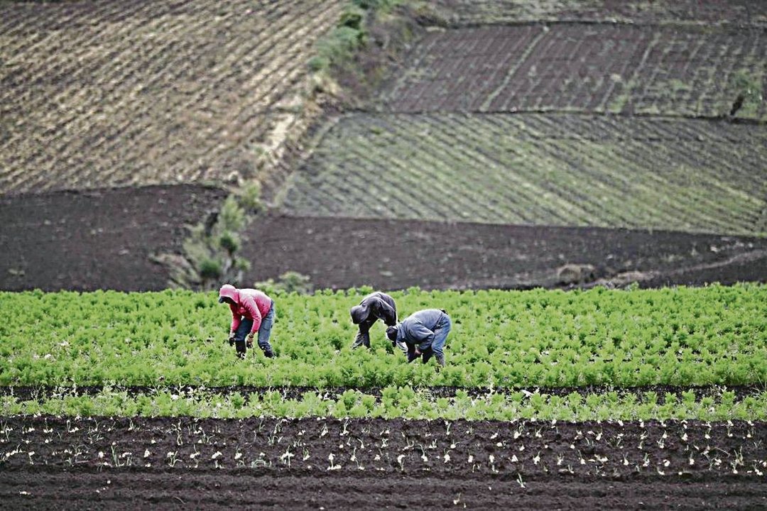 Varios campesinos trabajan en sus parcelas agrícolas en Costa Rica.