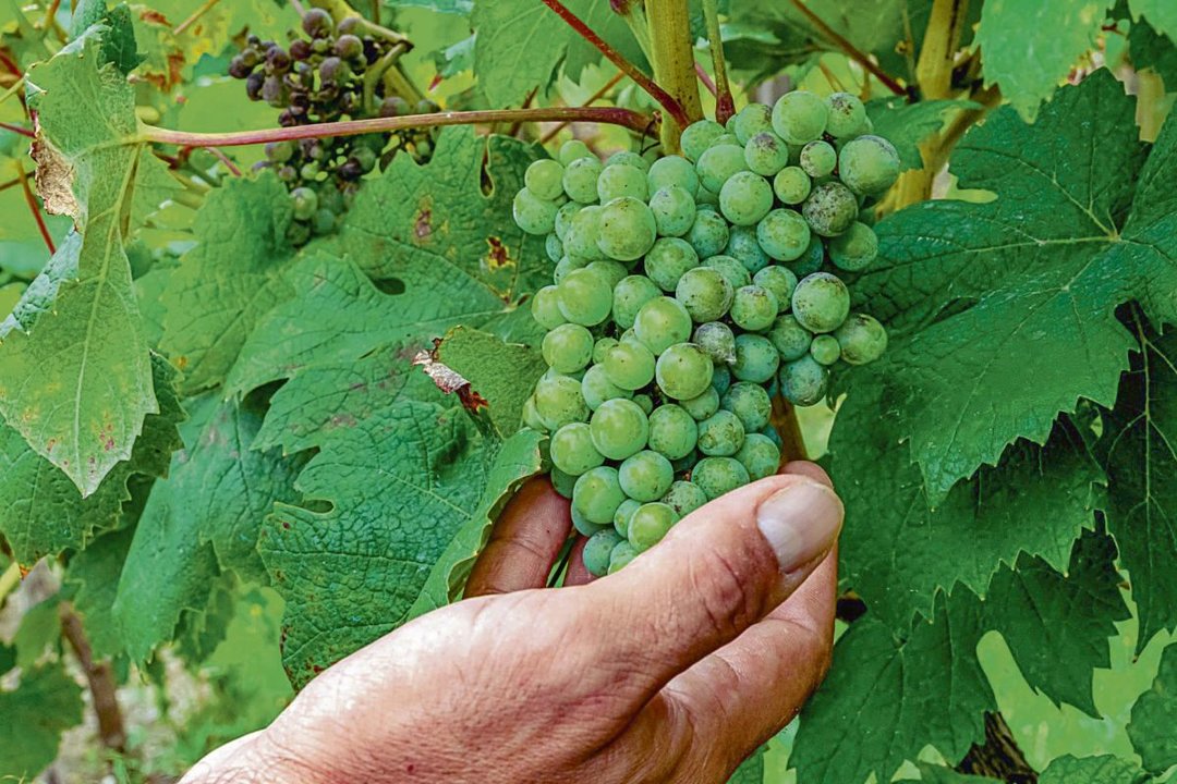 Uvas de la variedad petit verdot en una plantación de Cortiguera, en Cantabria.