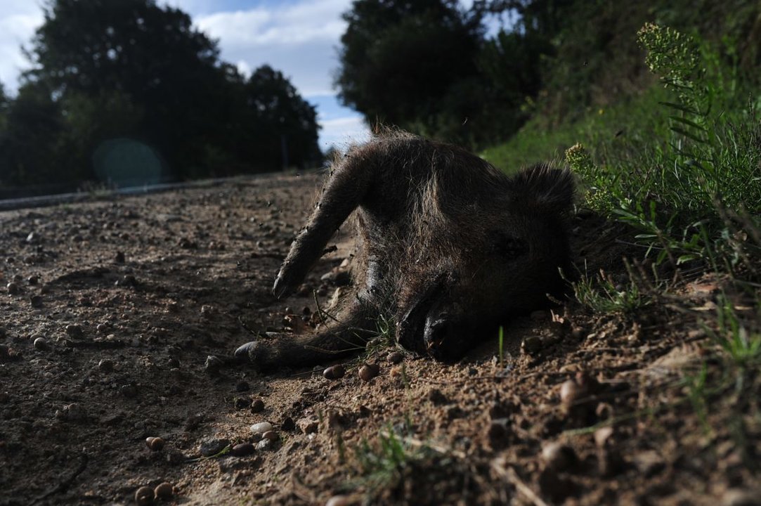 Un jabalí muerto en una carretera de la Comunidad Autónoma.
