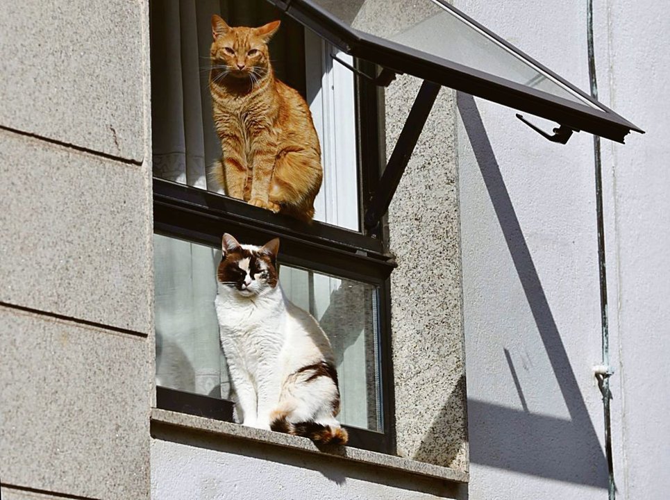 Dos gatos en una ventana en Santiago de Compostela.