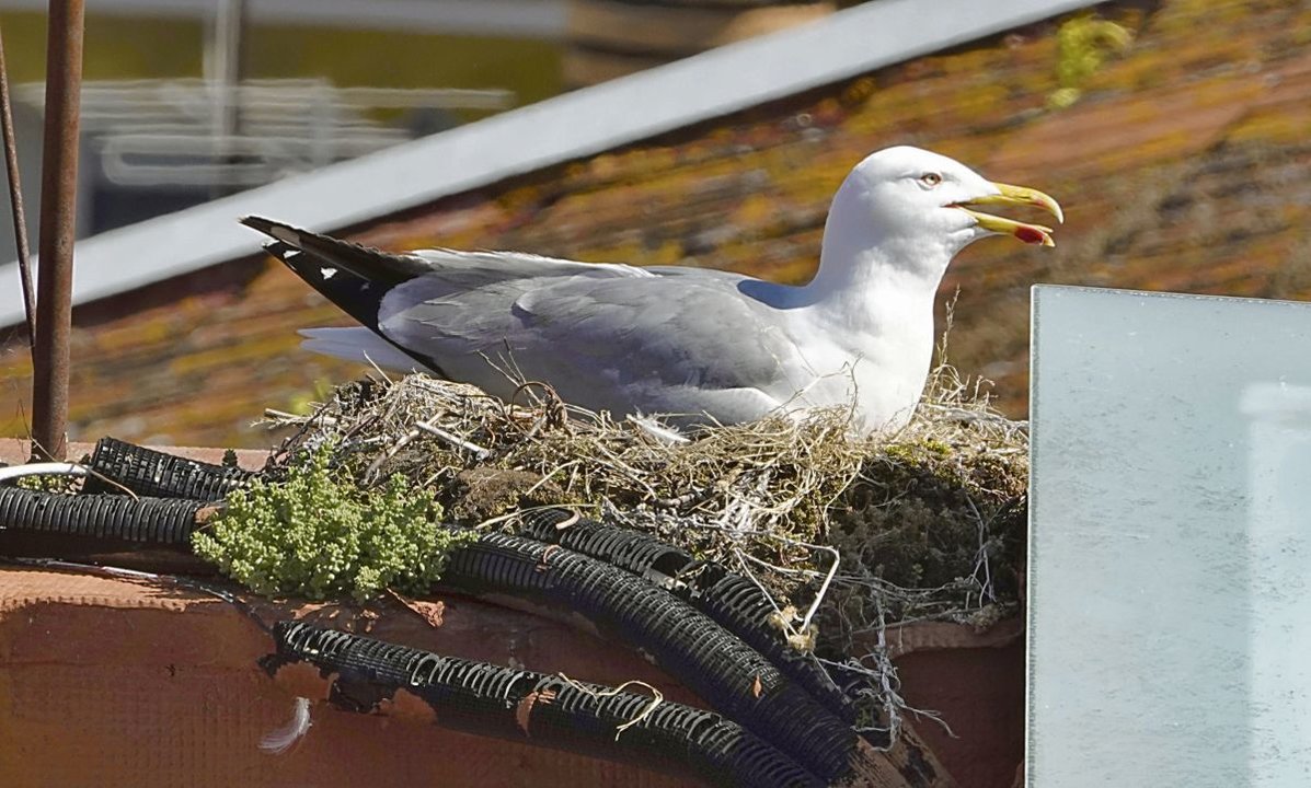 Una gaviota en un nido situado en un tejado de un edificio en Vigo.