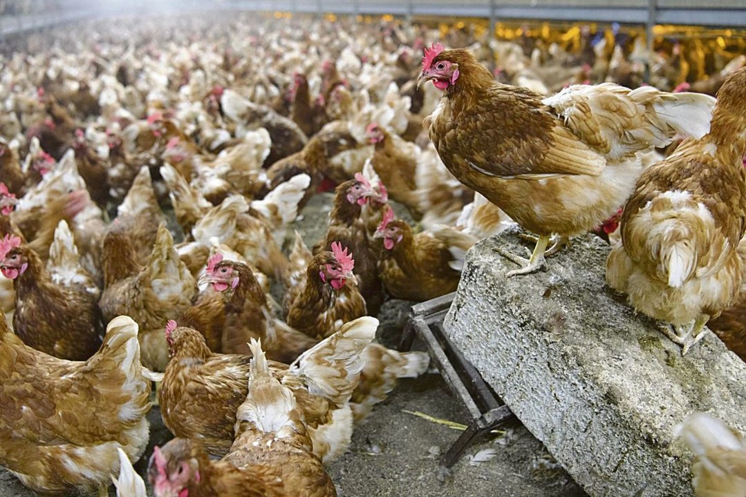 Cientos de gallinas dentro de una granja avícola.