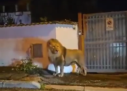 El león paseando por las calles de Ladispoli.