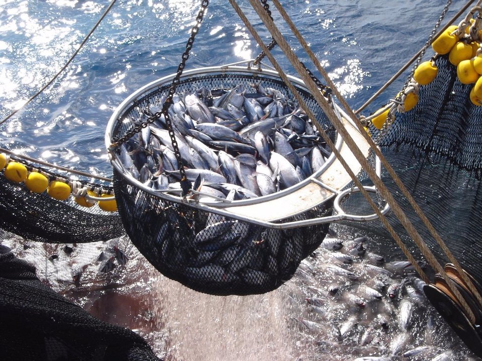 Pesca de atún. // Europa Press