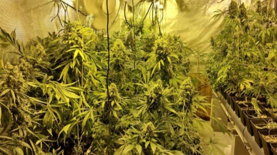 Plantación de marihuana en la nave. // Guardia Civil