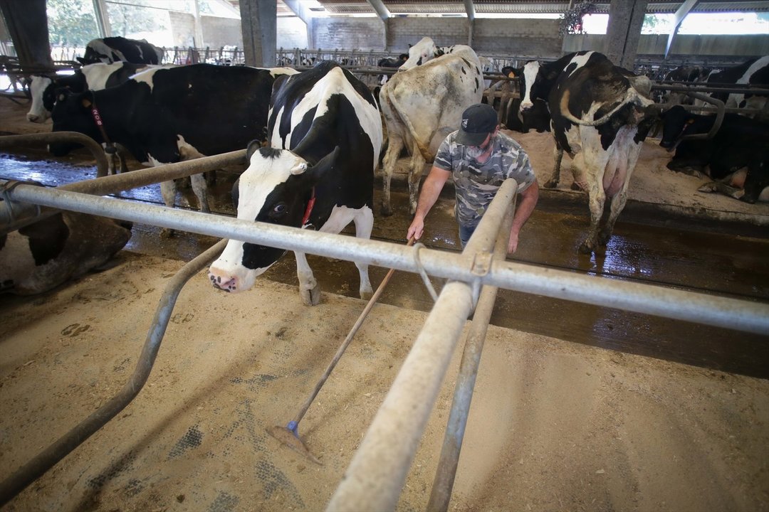 Un ganadero junto a vacas de una ganadería de lácteo en Sabadelle, Lugo. // EP