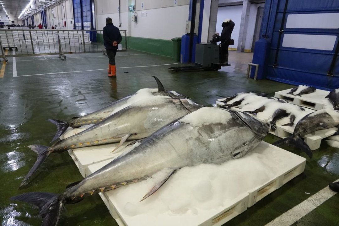 El enorme atún de 349 kilos, en primer término junto a otras grandes ejemplares, ayer en la lonja de O Berbés durante la subasta.