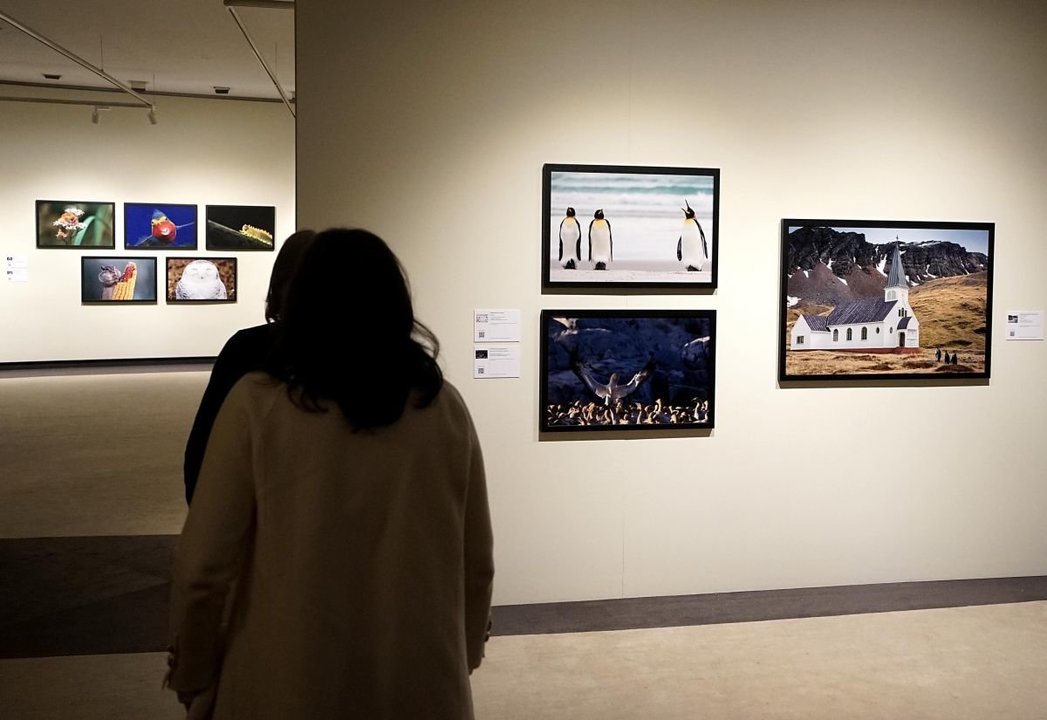 La sala de arte del Centro Cultural Afundación acoge hasta el 27 de abril la exposición “Comedy Wildlife”, con 60 de las mejores fotografías de animales salvajes.