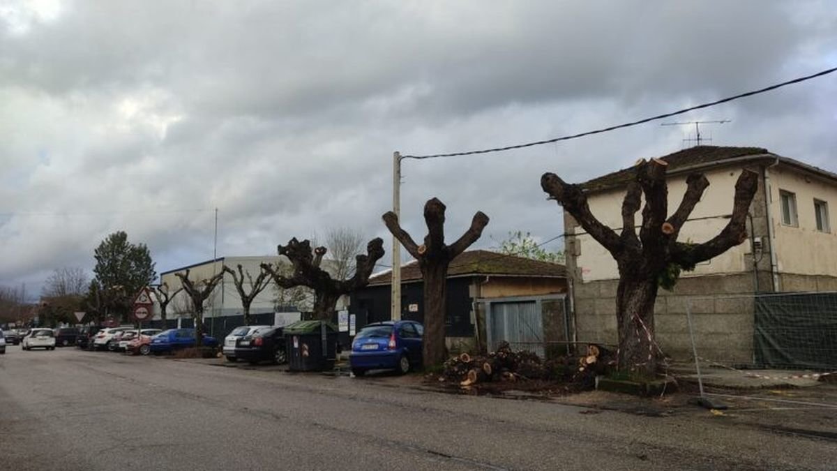 Estado de los árboles tras la poda realizada por una empresa externa contratada por el Ayuntamiento.