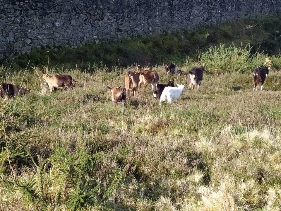 Fotos de las cabras en la zona de Chas.
