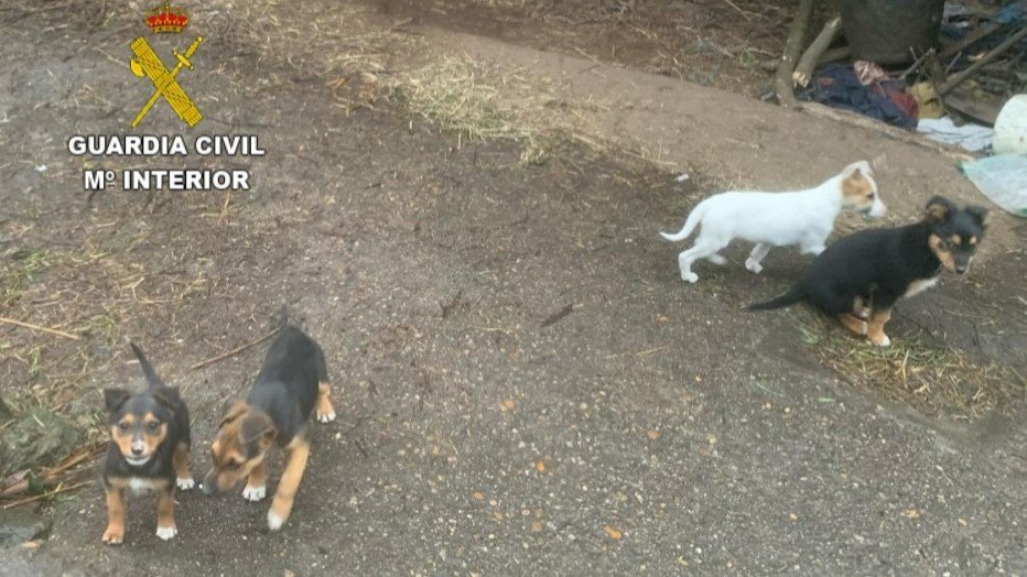 Varios cachorros en la vivienda del vecino de Tui investigado por maltrato animal. // Guardia Civil