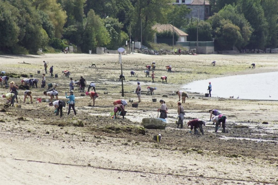 Imagen de un grupo de mariscadoras trabajando en un arenal de Redondela.