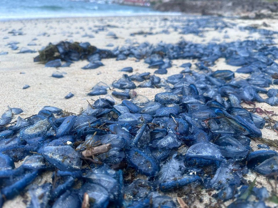 Medusas velero en las playas de Rodeira y Nerga. // Silvia Rueda