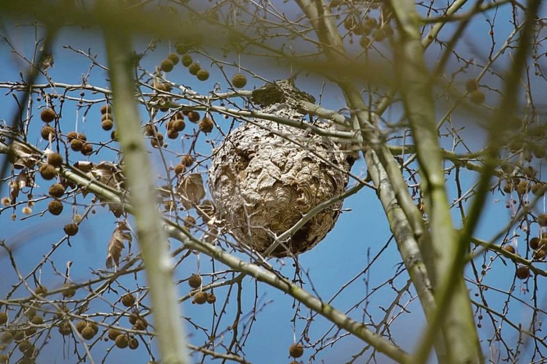 Un nido de velutinas ubicado en lo alto de un árbol.