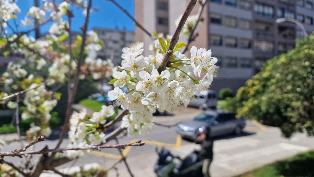 Las flores crecen en Vigo con la primavera. // J.V. Landín