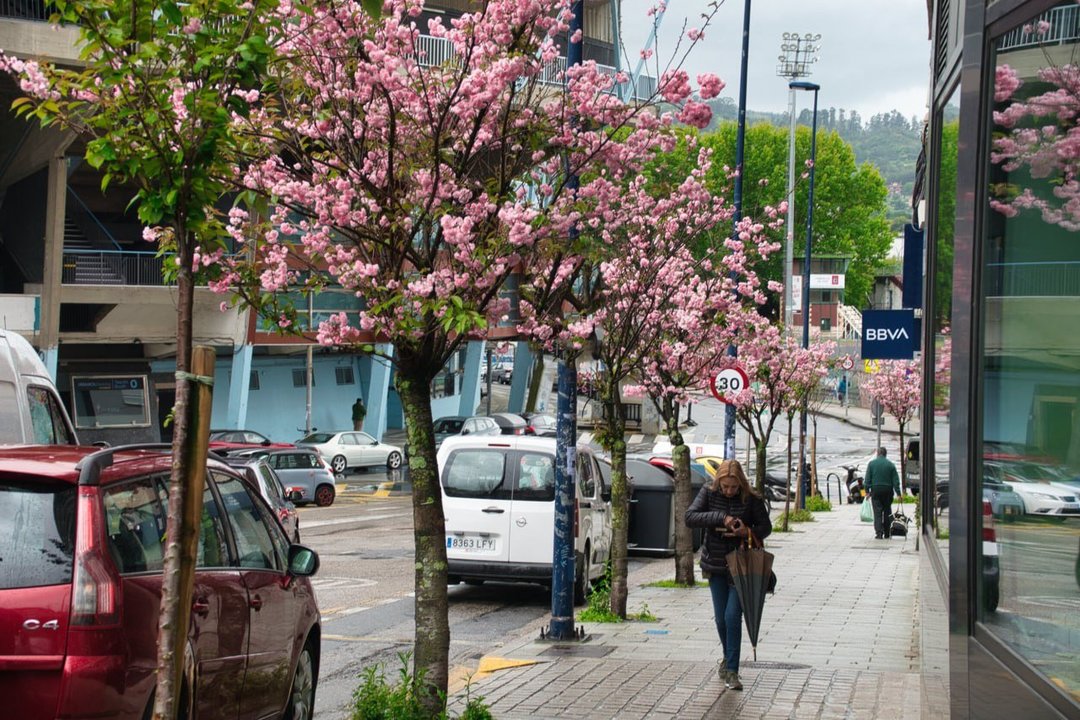 La primavera llena de colorido las calles de Vigo. // Vicente Alonso