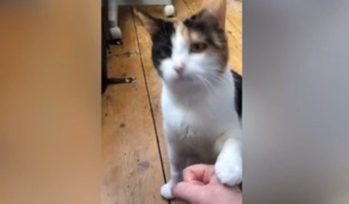 Esta gata sorda se comunica con sus dueños mediante el lenguaje de signos