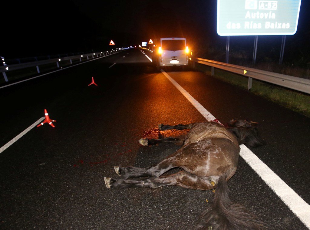 Mansión emulsión Todopoderoso Caballos salvajes causan un accidente en la autovía de las Rías Baixas